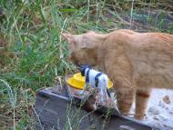 Кам'яне з panoramio.com