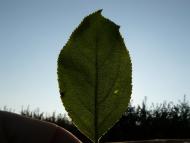 Клішківці - Останні фото