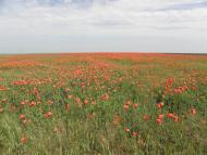 Лиманне з panoramio.com