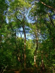 Високе з panoramio.com