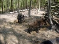 Брониця з panoramio.com