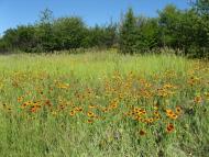 Піщанка - Останні фото