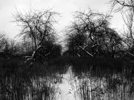 Немішаєве з panoramio.com