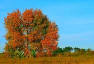 Шевченкове з panoramio.com