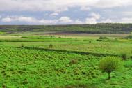 Кузнецове з panoramio.com