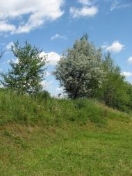 Вільшани з panoramio.com