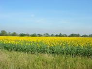 Новоселівка з panoramio.com