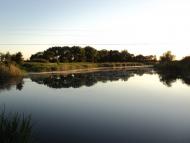 Комар з panoramio.com