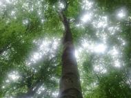 Шумляни з panoramio.com