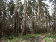 Піщанка - Останні фото