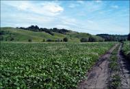 Мала Вільшанка з panoramio.com