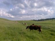 Лозувата з panoramio.com