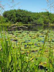 Оклі Гедь з panoramio.com