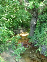 Підлісне з panoramio.com