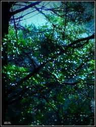 Три Копці з panoramio.com