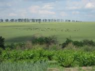 Слов'яносербка з panoramio.com
