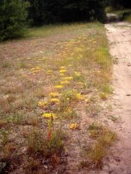 Лисняки з panoramio.com