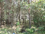 Стригани з panoramio.com