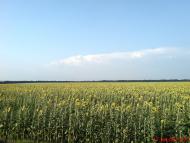 Березноватка - Последние фото