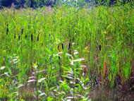 Луко з panoramio.com