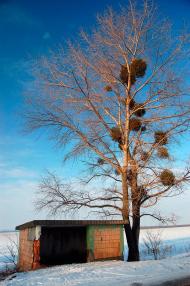 Новоархангельськ з panoramio.com