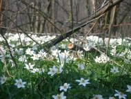 Яменець з panoramio.com