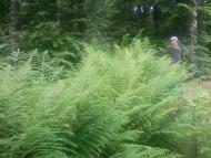 Шумляни - Останні фото