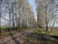 Ціпки з panoramio.com