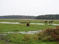 Літогоща з panoramio.com