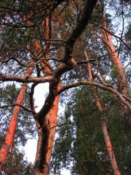 Лучківка з panoramio.com