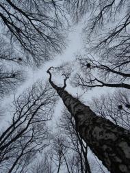 Корнич з panoramio.com