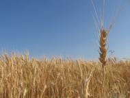 Манцівка з panoramio.com