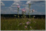 Кичинці з panoramio.com