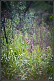 Мала Любаша з panoramio.com