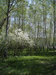 Піщане з panoramio.com