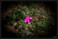 Мала Любаша з panoramio.com