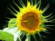 Кодаки з panoramio.com