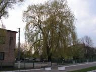 Любомль з panoramio.com