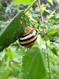 Гайове з panoramio.com