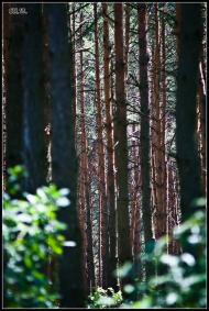 Мала Любаша з panoramio.com