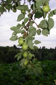 Журбинці з panoramio.com