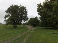 Свинарин з panoramio.com