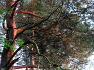 Лучківка з panoramio.com