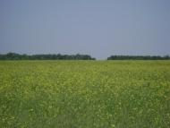 Махаринці з panoramio.com