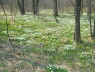 Яменець з panoramio.com