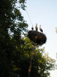 Кодаки з panoramio.com