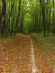 Івахнівці з panoramio.com