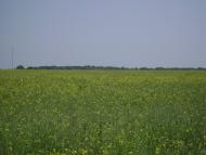 Махаринці з panoramio.com