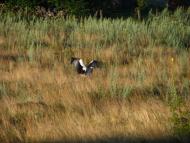 Івахнівці з panoramio.com