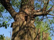 Короп з panoramio.com